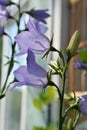 Closeup view of blooming campanula persicifolia. Beautiful violet flowers Royalty Free Stock Photo