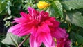 Closeup view of blooming Dahlia pinnata