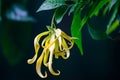 Closeup view of blooming greenish-yellow ylang-ylang flower hanging in a tree Royalty Free Stock Photo