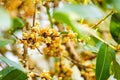 Closeup view of blooming Negkassar flowers