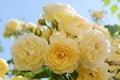 Closeup view of blooming rose bush with beautiful yellow flowers against blue sky Royalty Free Stock Photo