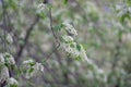 Closeup view of blooming spring tree on sunny day