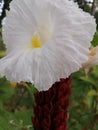 Closeup view of blooming White Costus, a species of Hellenia