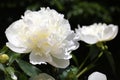 Closeup view of blooming white peony bush