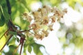 View of blossoming chestnut tree outdoors on sunny spring day Royalty Free Stock Photo