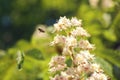 View of blossoming chestnut tree outdoors on sunny spring day Royalty Free Stock Photo