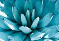 Closeup view of a blue agave plant. Royalty Free Stock Photo