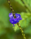 Closeup view of a blue bloom of Stachytarpheta jamaicensis on the Island of Maui in the State of Hawaii.