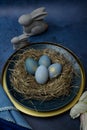 Closeup view of blue colored eggs on a plate decorated like a nest for the Easter celebration Royalty Free Stock Photo