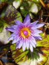 Closeup view of a Blue water lily. Royalty Free Stock Photo