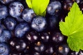 Closeup view blueberries and blackcurrants leaves background