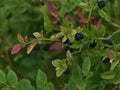 Closeup view of blueberry bush with blue colored berries and green leaves on HinnÃÂ¸ya island, VesterÃÂ¥len, Norway. Royalty Free Stock Photo