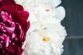 Closeup view of a bouquet of lush white and pink peonies against a gray blurred background in a pleasant tint