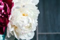 Closeup view of a bouquet of lush white and pink peonies against a gray blurred background in a pleasant tint