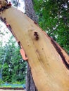 A closeup view of a branch of the arbutus tree, or Arbutus menzeisii or pacific madrone