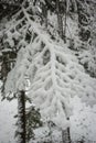 Branch of pine lavishly covered with fluffy snow
