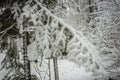 Branch of pine lavishly covered with fluffy snow