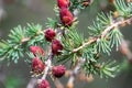 Closeup view of branches with young tamarack cones Royalty Free Stock Photo