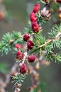 Closeup view of branches with young tamarack cones Royalty Free Stock Photo