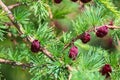 Closeup view of branches with young tamarack cones Royalty Free Stock Photo