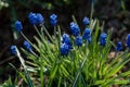 Bright tiny blue flowers and green grass Royalty Free Stock Photo