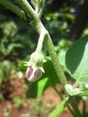 Closeup view of brinjal in its growth stage Royalty Free Stock Photo