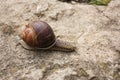 Closeup view of brown big snail on a dirty stone Royalty Free Stock Photo