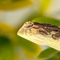 A closeup view of a brown garden chameleon (Calotes versicolor) With the blur's natural background Royalty Free Stock Photo