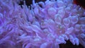 Closeup view of the Bubble Tip Anemone (Entacmaea Quadricolor)