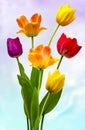 Wonderful colourful Tulips Royalty Free Stock Photo