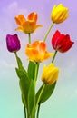 Wonderful colourful Tulips Royalty Free Stock Photo