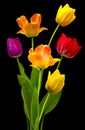 Wonderful colourful Tulips