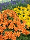 Closeup view of a bunch of flowers at sunny day in the garden