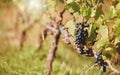 Closeup view of a bunch of fresh and ripe black grapes hanging from a grapevine on a wine farm in the day. Macro view of Royalty Free Stock Photo