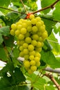 Closeup view bunch of white grapes with green leaves in the background Royalty Free Stock Photo