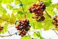 Closeup view bunches of colorful growing grapes hanging on branches of the vine