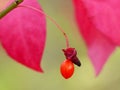 Burning Bush Berry And Leaves 1 Royalty Free Stock Photo