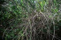 Closeup View Of Bush With Bare Twigs Outdoors