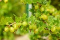 Closeup view of bush with ripening gooseberries outdoors Royalty Free Stock Photo