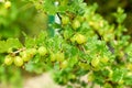 Closeup view of bush with ripening gooseberries outdoors Royalty Free Stock Photo