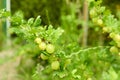 Closeup view of bush with ripening gooseberries outdoors. Space for text Royalty Free Stock Photo
