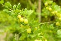 View of bush with ripening gooseberries outdoors. Space for text Royalty Free Stock Photo