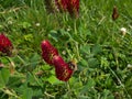 Closeup view of a busy wild bee collecting nectar of red blooming flower herb crimson clover.