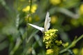 Closeup view of the Cabbage white butterfly standing on a flower Royalty Free Stock Photo