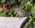 Closeup view of a cactus wren, binomial name Campylorhynchus brunneicapillus, in Cabo San Lucas.