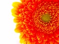 Closeup view of a colorful Gerbera flower in shades of orange