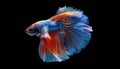 Vivid Betta Fish against Elegant Black Backdrop Showcasing the Stunning Beauty and Majesty of the Siamese Fighting Fish, with Royalty Free Stock Photo