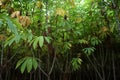 Closeup view cassava plant in fields