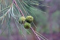 Closeup view of Casuarina equisetifolia, commonly known as coastal she-oak, horsetail she-oak, ironwood, beach sheoak, beach