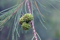 Closeup view of Casuarina equisetifolia, commonly known as coastal she-oak, horsetail she-oak, ironwood, beach sheoak, beach